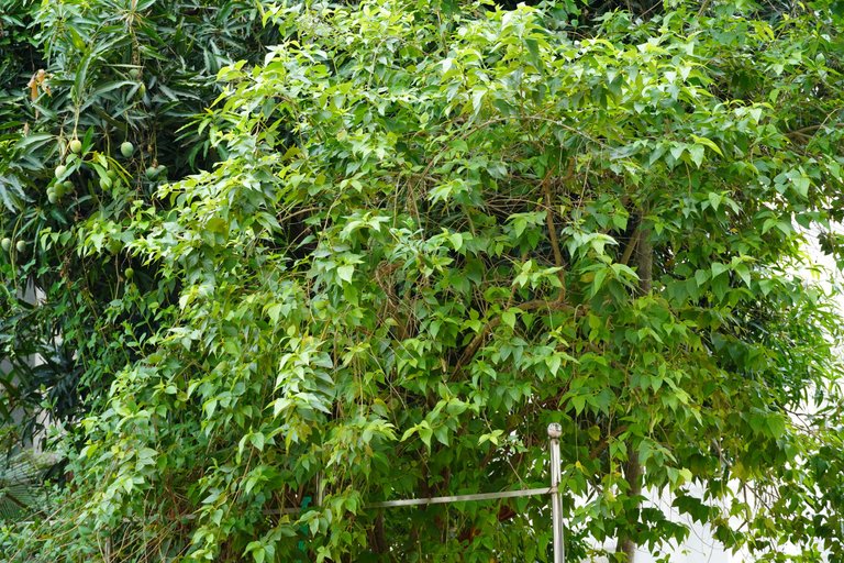 DSC08497.JPG