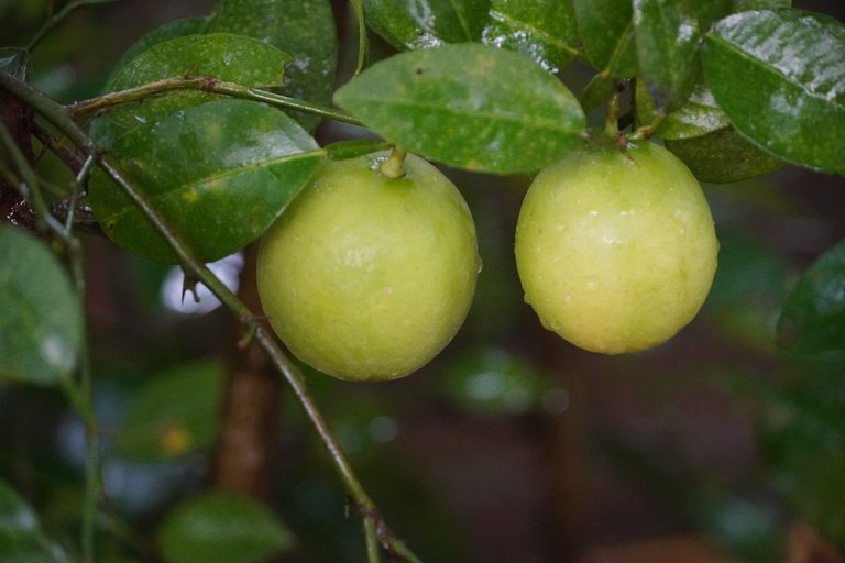 DSC09728.JPG