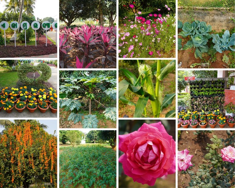 February Garden.png