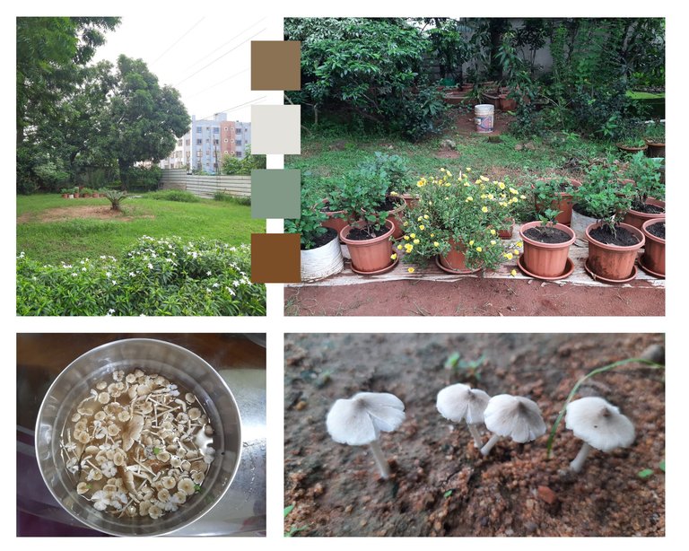 July Garden.png