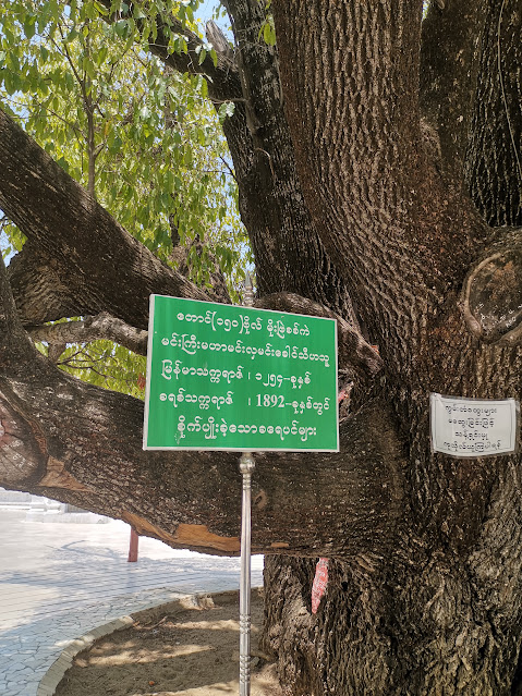 132-year-old Mimusops elengi tree