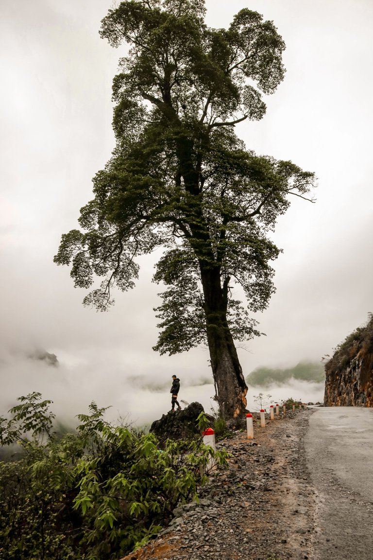 a lonely tree by the roadside