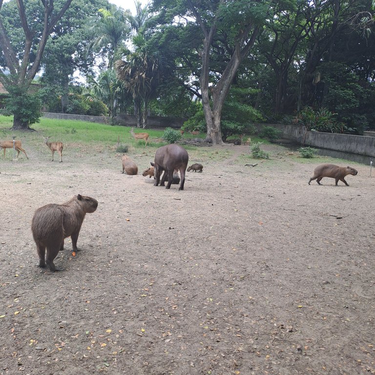 A walk to remember, with exotic animals and plants / Un paseo para recordar, con animales y plantas exóticas