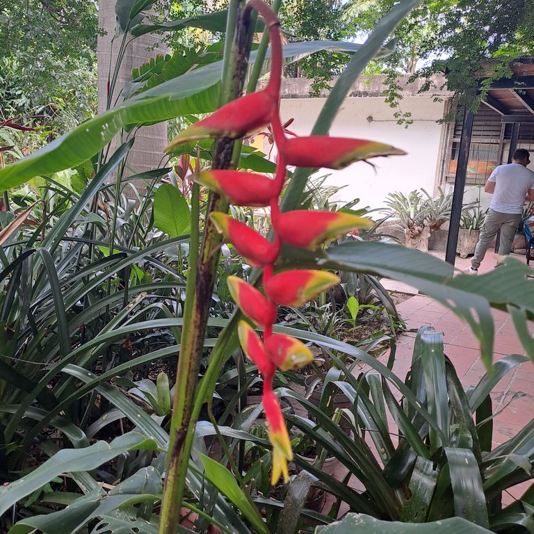 Mirando la naturaleza y presentando flores exóticas 💐 Looking at nature and presenting exotic flowers  - My Actifit Report Card: July 28 2025