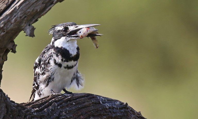 pied-kingfisher-6255945_960_720.jpg