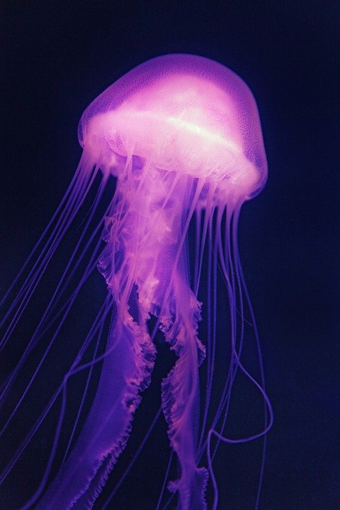 jellyfish-4497496_960_720.jpg