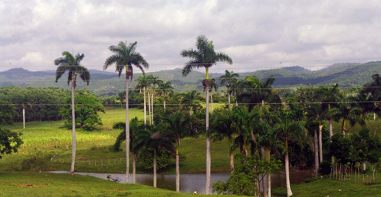 Paisaje con palmas y lago.jpg