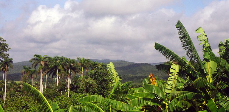 Paisaje con palmeras y platanos.jpg