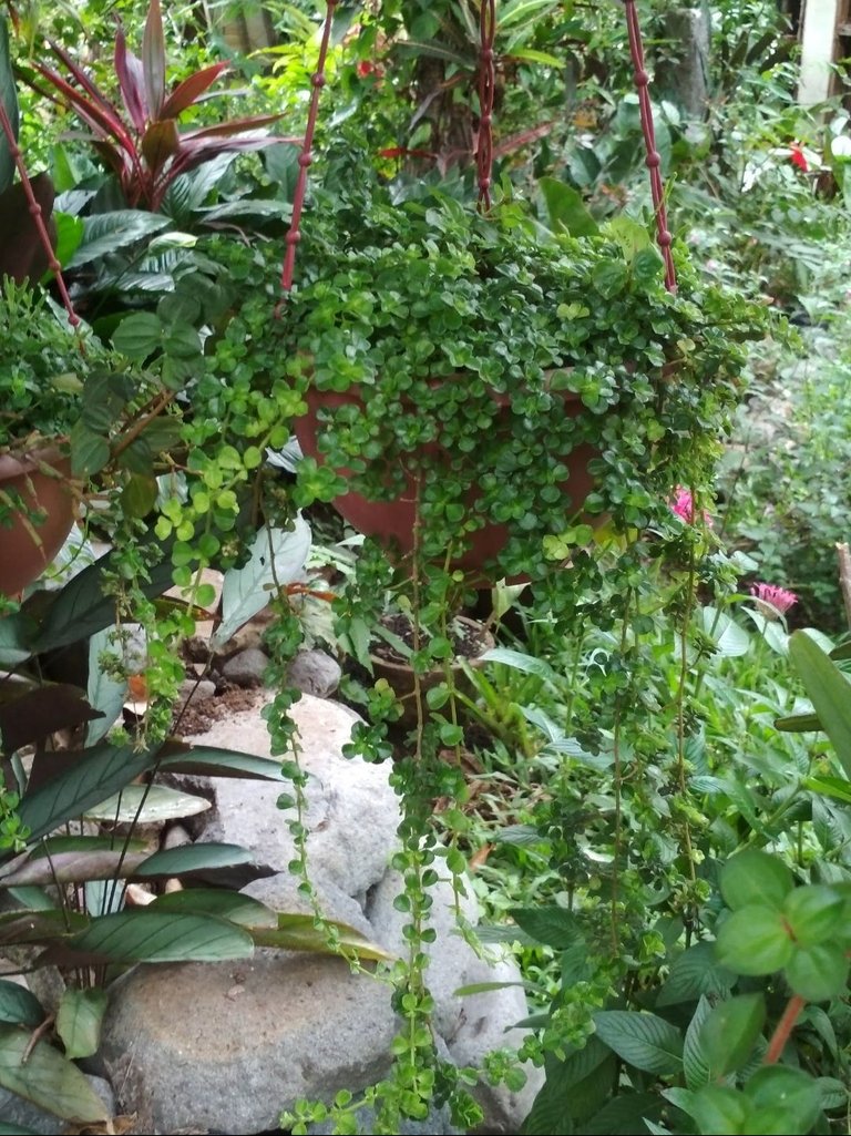 Screenshot_2024-05-29-23-50-37-380-edit_com.miui.gallery.jpg