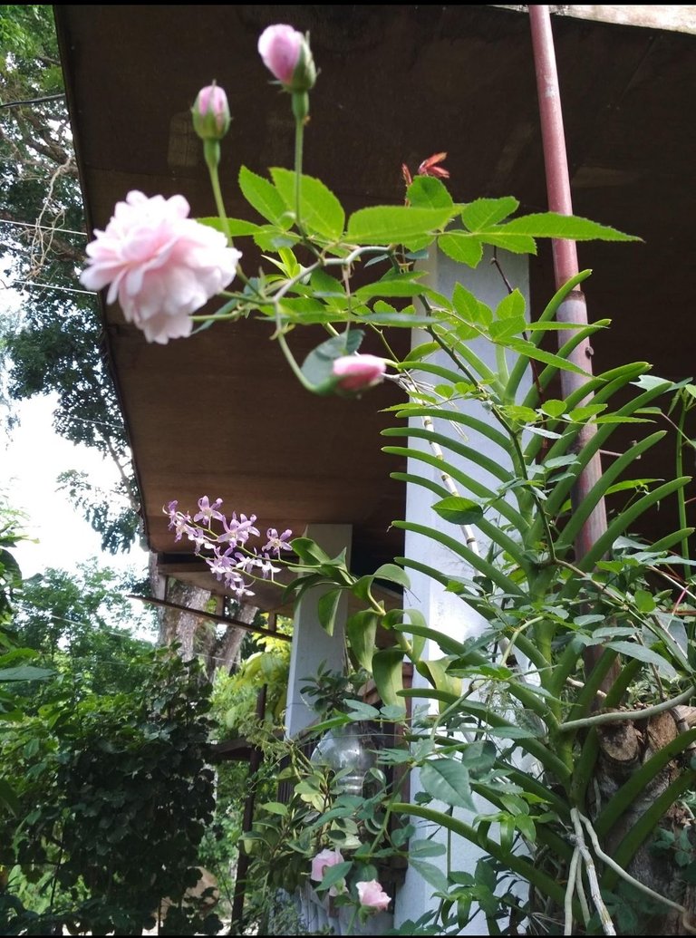 Screenshot_2024-05-30-00-18-01-124-edit_com.miui.gallery.jpg