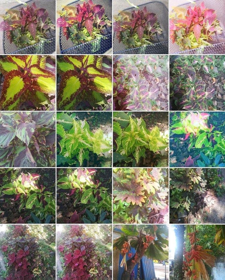 Screenshot_2024-05-30-16-15-59-818-edit_com.miui.gallery.jpg