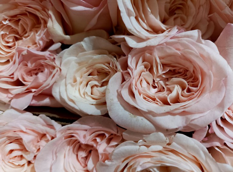 Rosas rosas.jpg