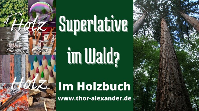 HZ Superlative im Wald.jpg