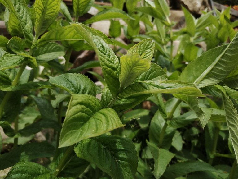 mint-leaves-peppermint-spearmint-flower-flowering-plant-plant-1616195-pxhere.com.jpg