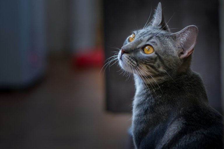 matheus-queiroz-bOy4OPu98lI-unsplash.jpg