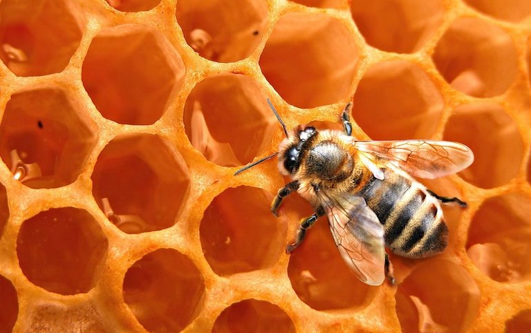 6-Types-of-Beehives-The-Pros-and-Cons.jpg