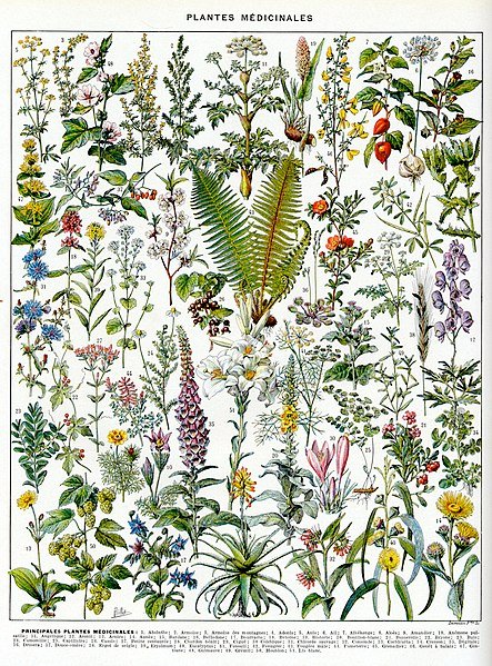 Plantes_médicinales_planche_1_-_Medicinal_plants,_medical_herbs,_botanical_illustrations,_plate_1_-_Public_domain_illustration_from_Larousse_du_XXème_siècle_1932.jpg