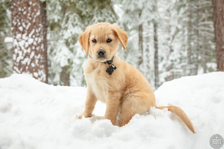 Puppy-in-Truckee-Snow-5.jpg