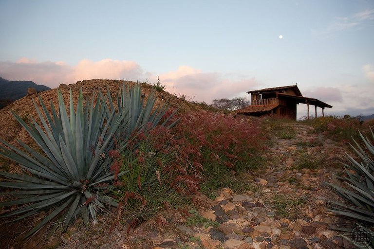 Agave-Sunset.jpg