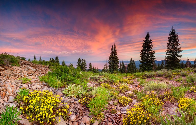 Lake Tahoe wildflowerssunset.jpg