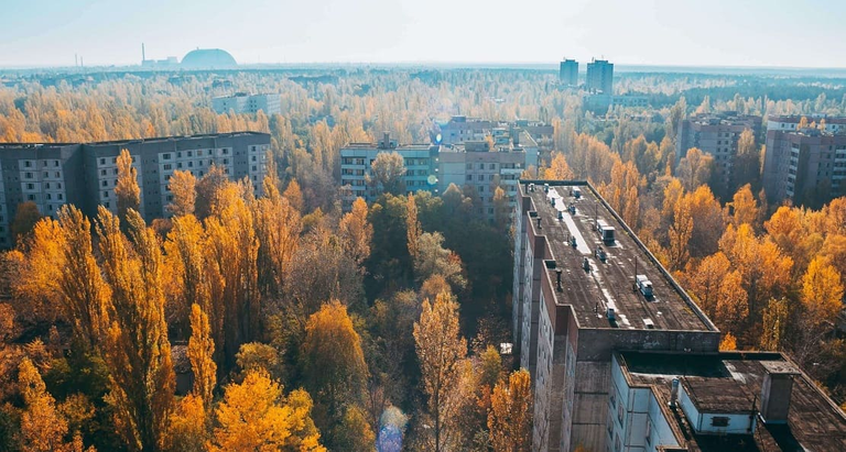 Red forest. Photo Source - trips-to-chernobyl.com