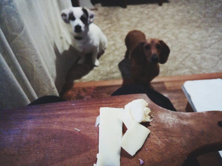 if you have cheese, you are the lord of animals