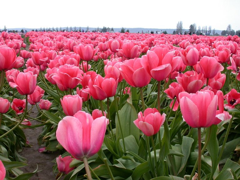 Tulip Fields