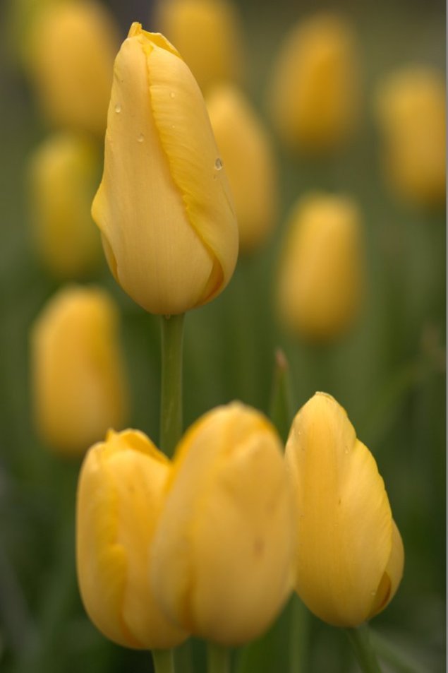 Yellow Tulip