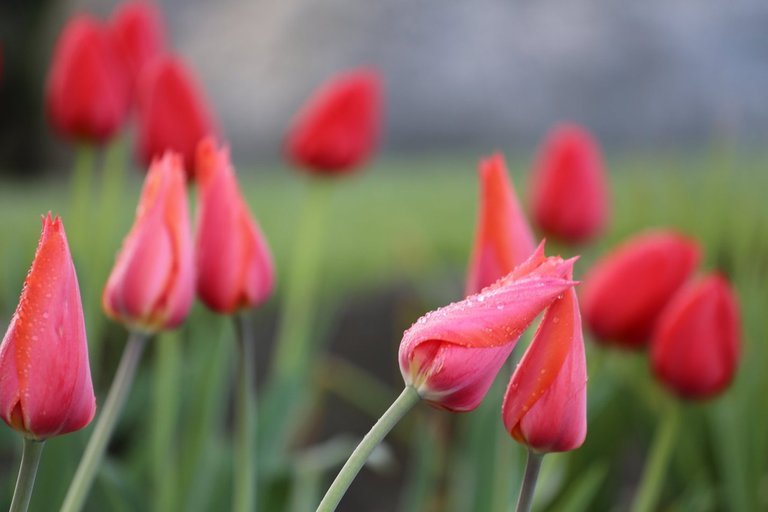 Pink and Red Tulips