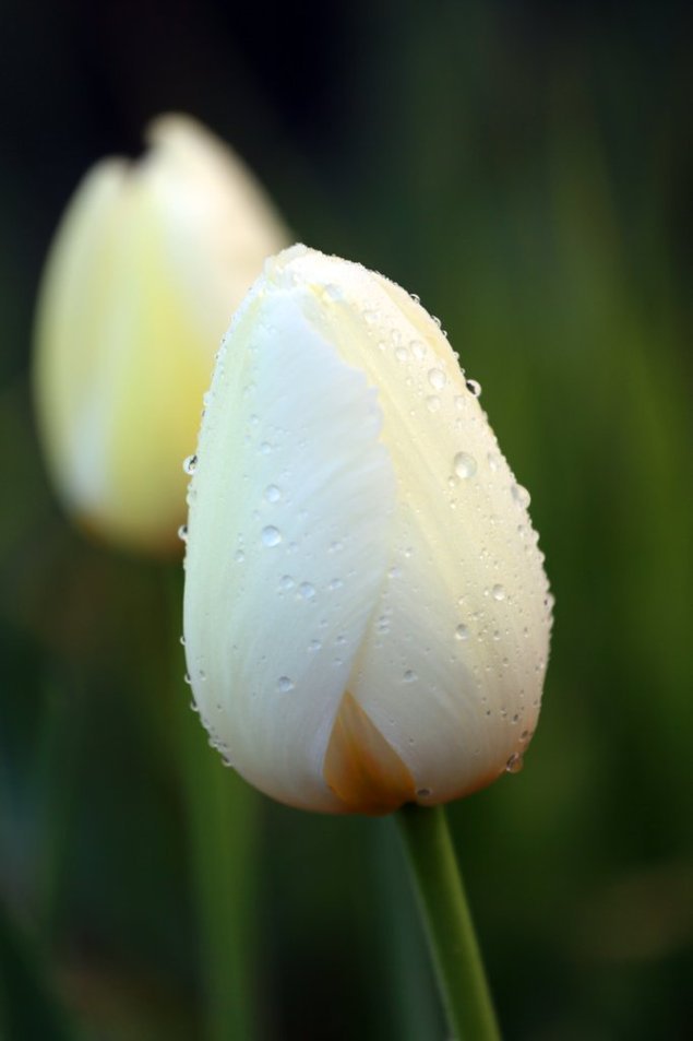 White Tulip