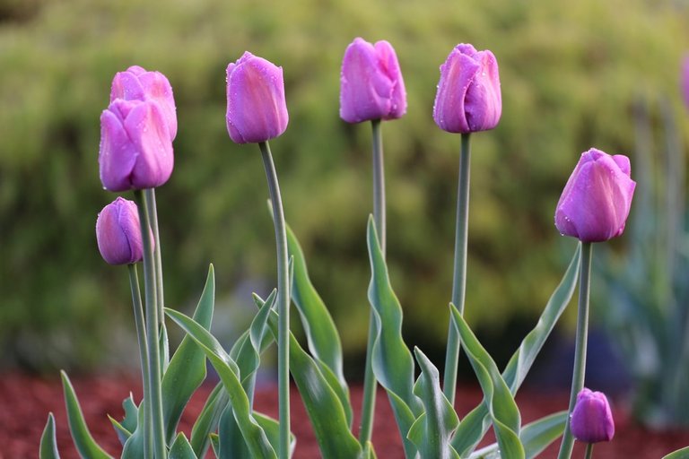 Purple Tulip