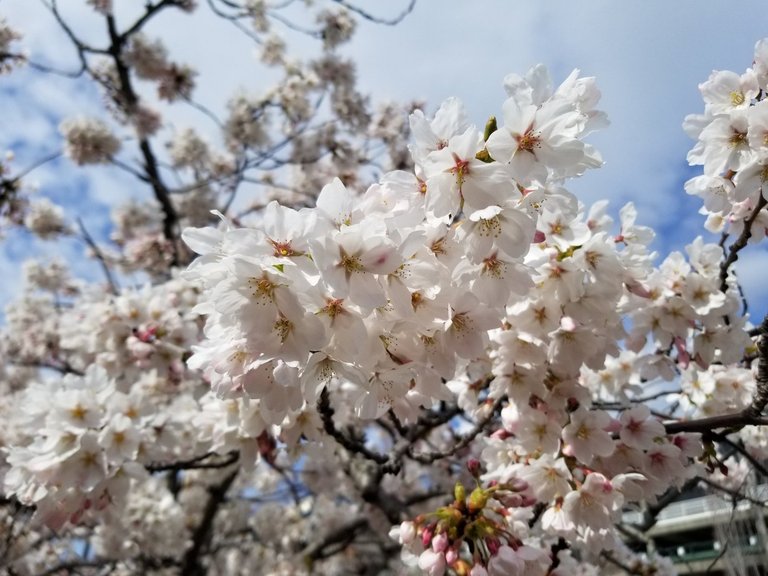 Cherry tree in Spring