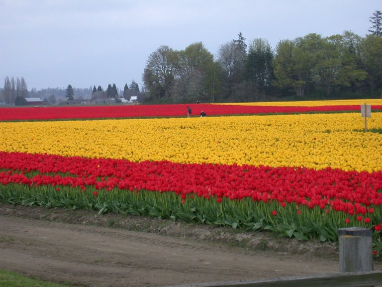 Tulip Festival