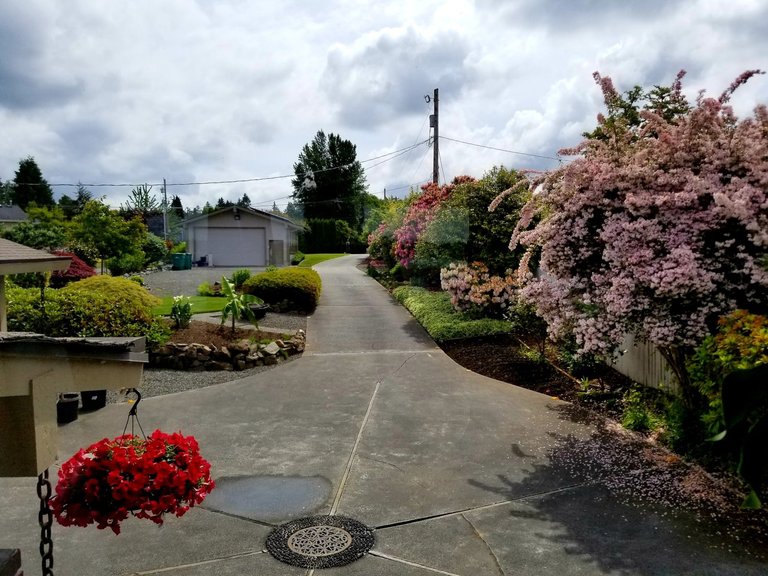 Backyard in Spring