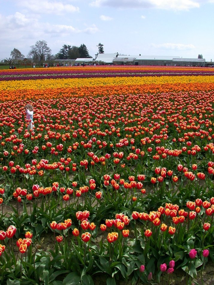 Tulips