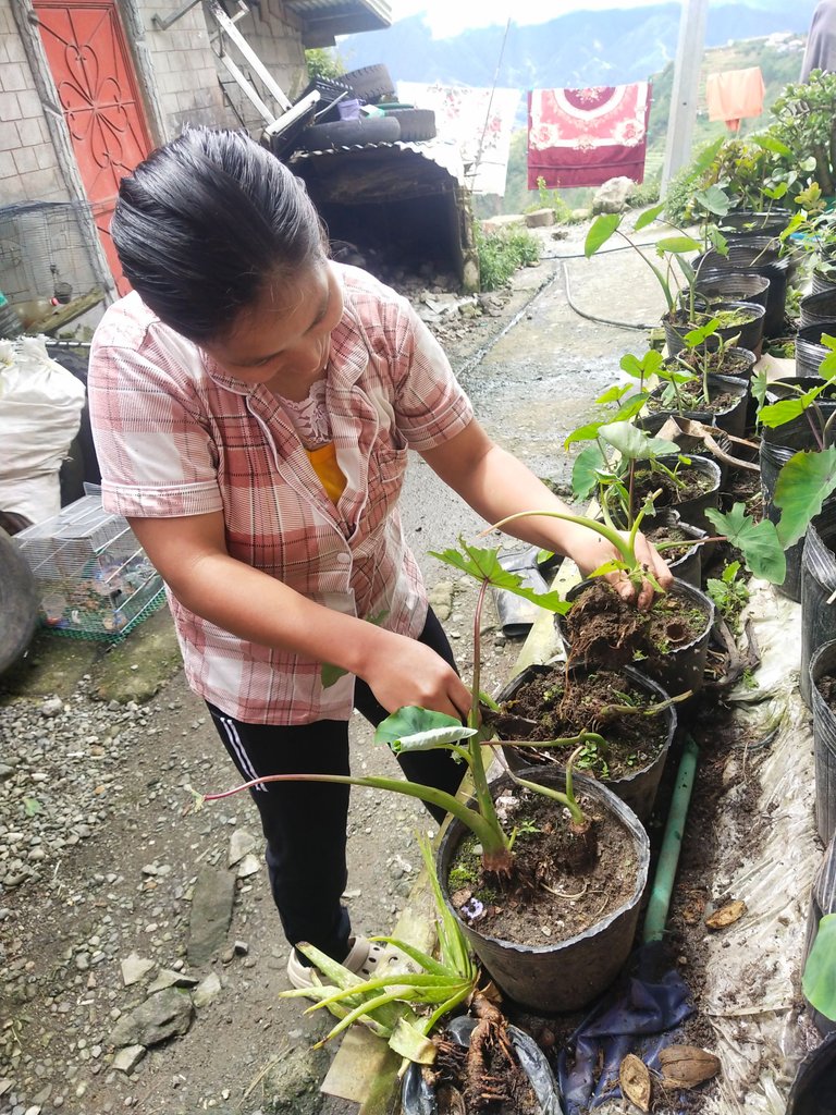 I uprooted baby taro first