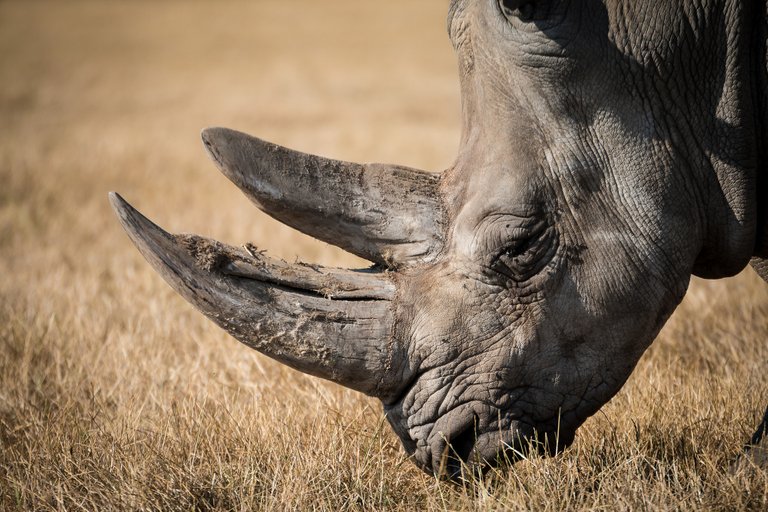 rinoceronte-2.jpg