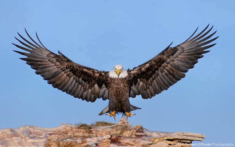 eagle-2.jpg