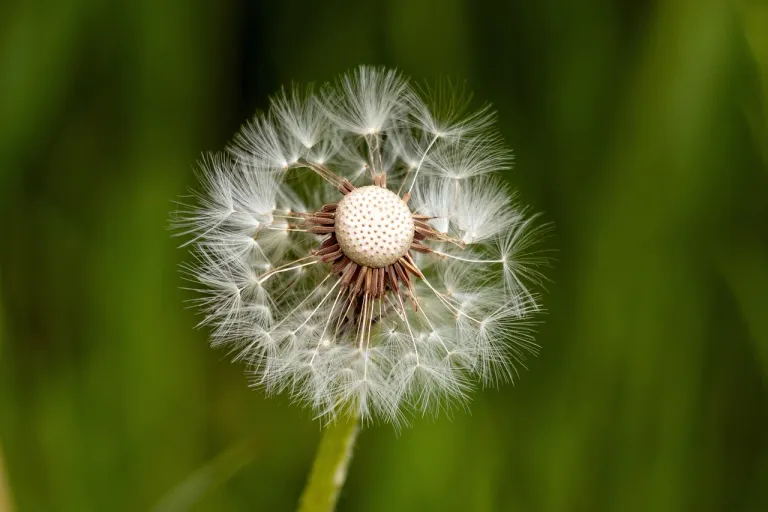 dandelion-8318529_1280.webp