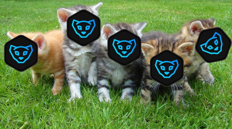 kittens-cat-cat-puppy-rush-45170.jpeg
