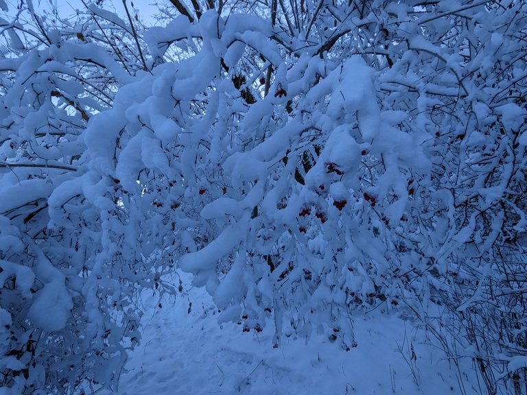 PXL_20221220_200500261.jpg