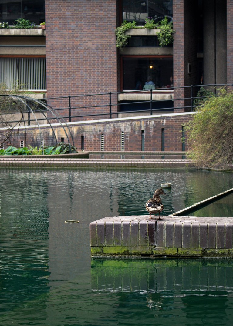 Duck standing on a wall in the middle of a pond.jpg