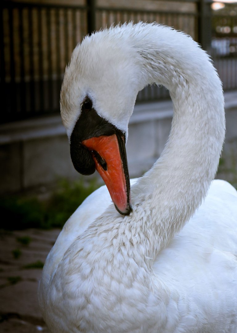 The Swan half heart.jpg