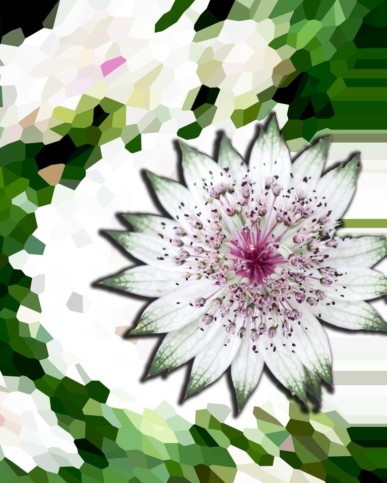 Weird flower 6 edit 1.png