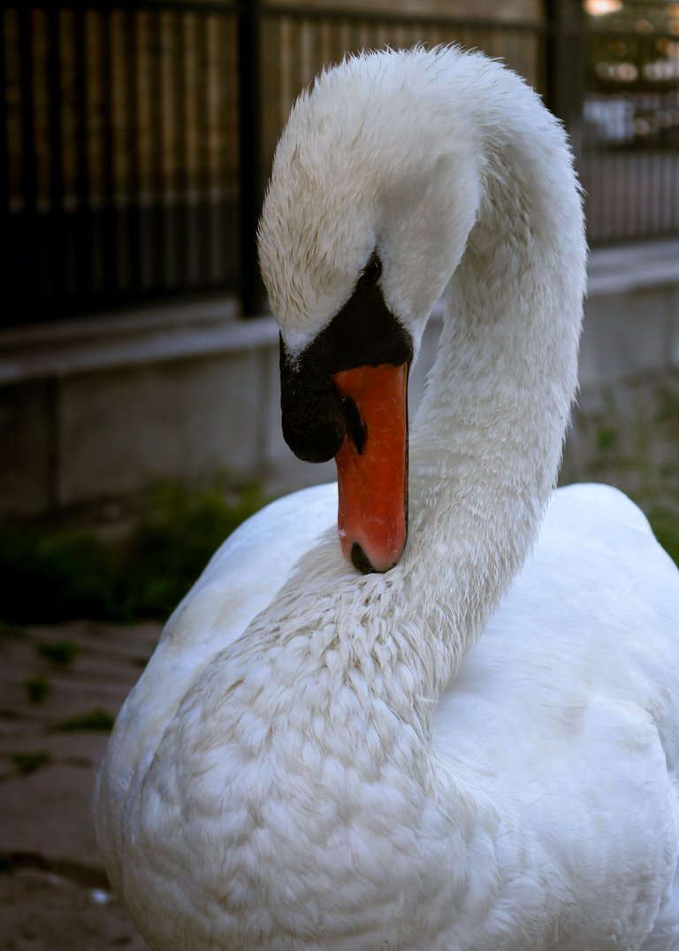 The Swan care.jpg