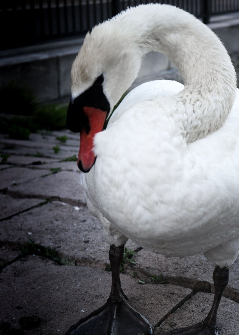 The Swan shy.jpg