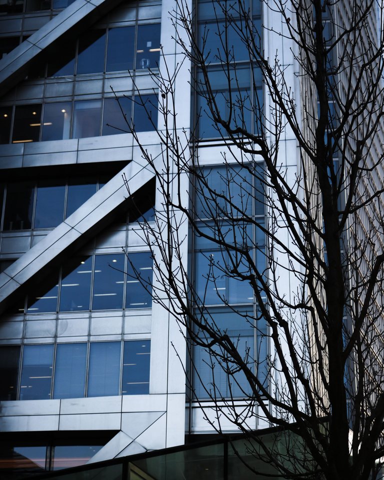 tree in front of the building close up.jpg