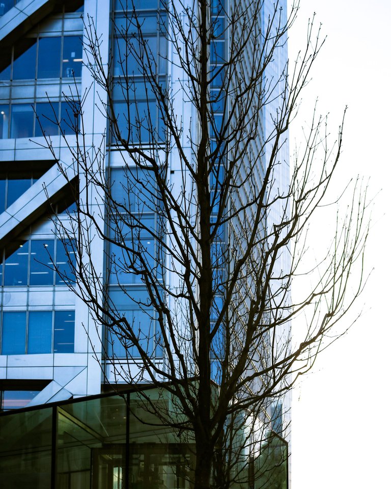 tree in front of the building.jpg