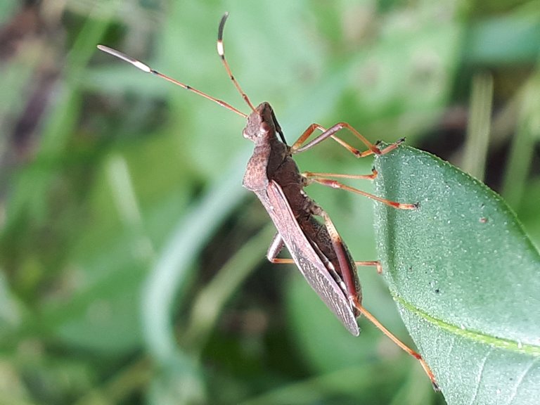 LilBuggo001.jpg