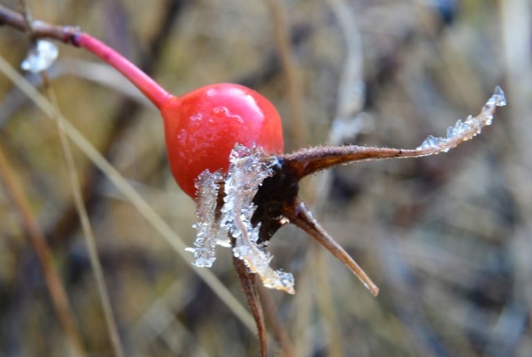 Small Frozen Rose Bud